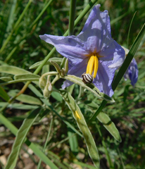 Anthophorula