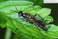 Schoutedenomyia