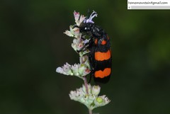 Hycleus medioinsignatus