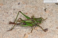 Gampsocleis sedakovii