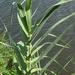 Giant Reed - Photo (c) Josh/Joshua, some rights reserved (CC BY-NC), uploaded by Josh/Joshua