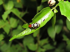Disonycha scriptipennis