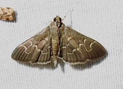 Pilocrocis ramentalis