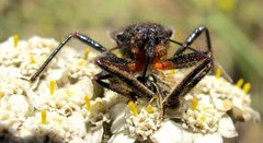 Apiomerus californicus