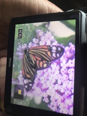 Campylotes histrionicus