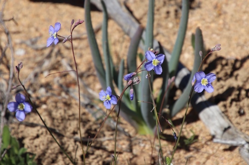Image of Heliophila leptophylla by (c) Tony Rebelo, some rights reserved (CC BY-SA)