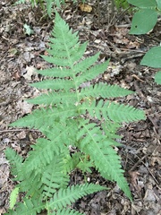 Phegopteris