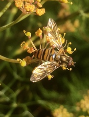 Episyrphus balteatus