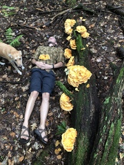 Laetiporus huroniensis