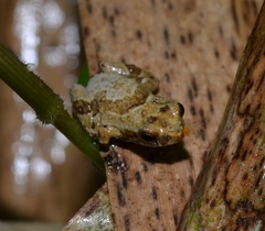 Anodonthyla boulengerii