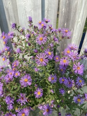 Symphyotrichum novae-angliae
