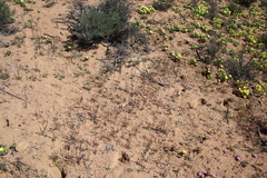 Manulea gariepina