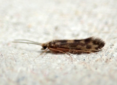 Agraylea