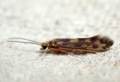 Agraylea