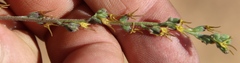 Manulea gariepina