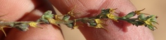 Manulea gariepina