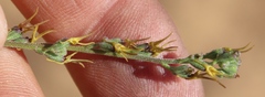 Manulea gariepina