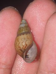 Thiaridae