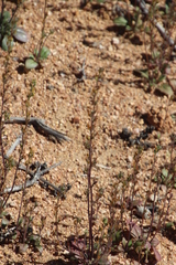Manulea gariepina