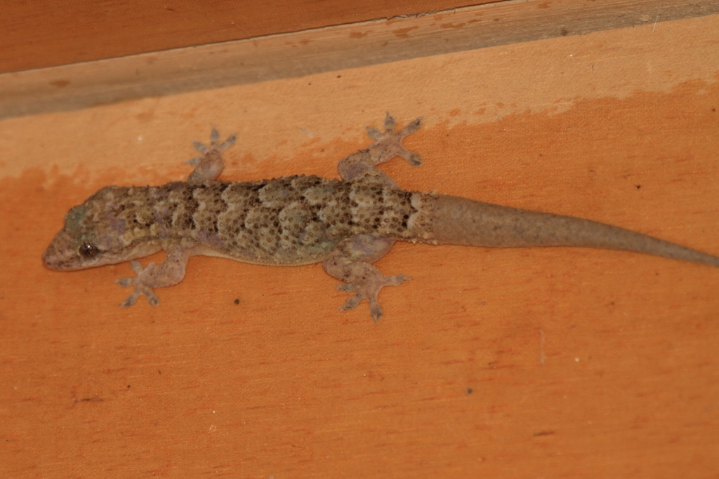 Antilles Leaf-toed Gecko