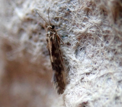 Agraylea