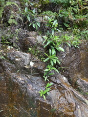 Hydrangea viburnoides