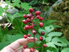 Actaea × ludovicii