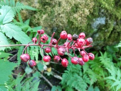 Actaea × ludovicii