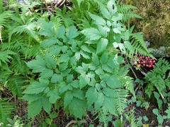Actaea × ludovicii