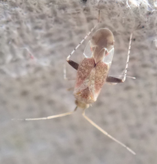 Compsidolon salicellum