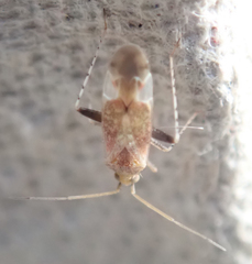 Compsidolon salicellum