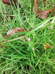 Scleromitrion diffusum