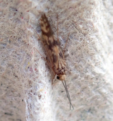 Agraylea