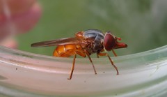 Rhingia rostrata