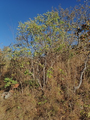 Byrsonima verbascifolia