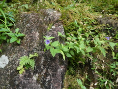 Torenia asiatica