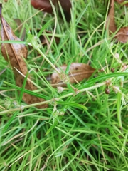 Scleromitrion diffusum