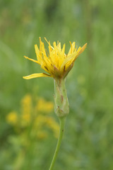 Pseudopodospermum strictum