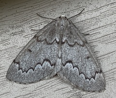 Nepytia pellucidaria