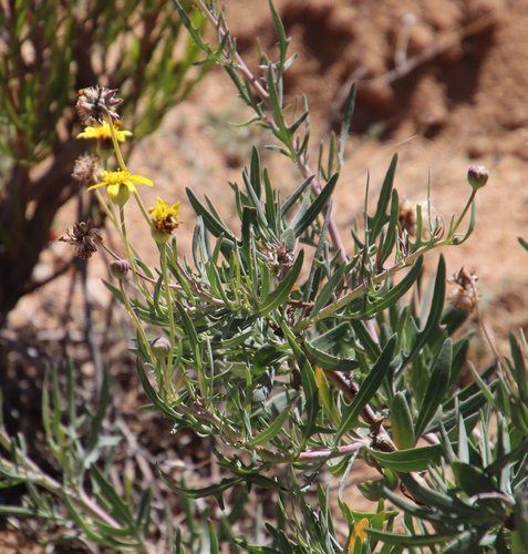 Othonna leptodactyla