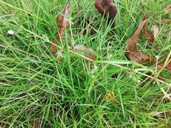 Scleromitrion diffusum