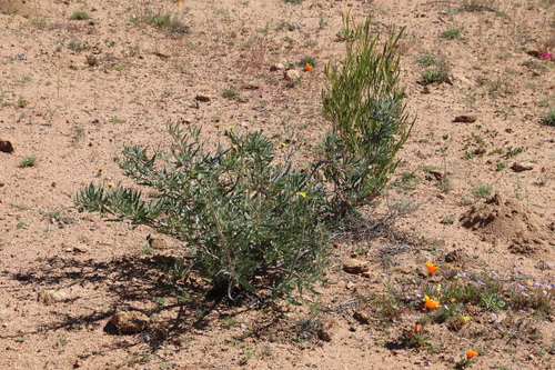 Othonna leptodactyla