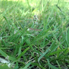 Plantago nivea