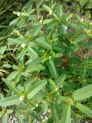 Croton glandulosus septentrionalis