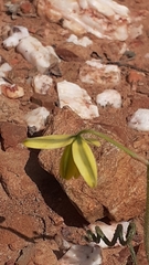 Albuca viscosa