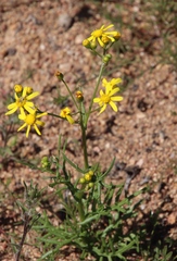 Senecio abruptus