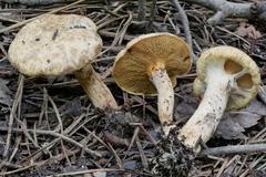 Suillus decipiens