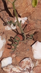 Albuca viscosa
