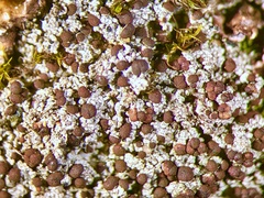 Bryoplaca sinapisperma