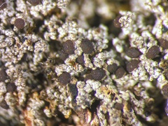 Bryoplaca sinapisperma